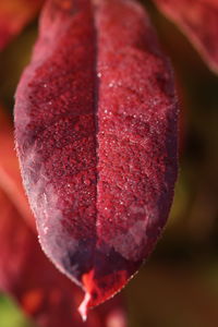 Close-up of red rose flower