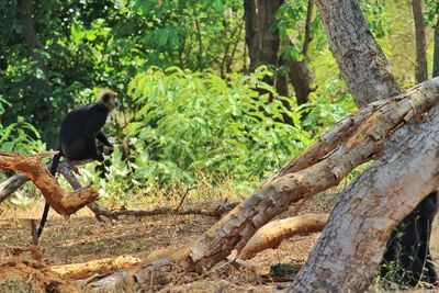 Side view of a monkey sitting on tree trunk