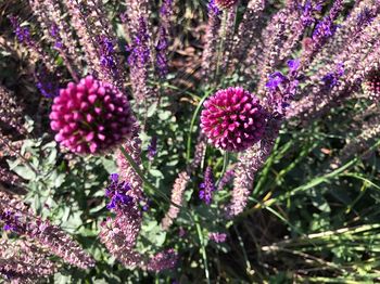 Close-up of purple flowering plants