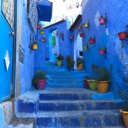 Potted plants on staircase of building