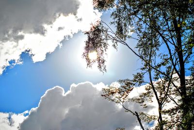 Low angle view of trees against cloudy sky