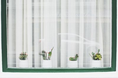 Close-up of potted plants on window