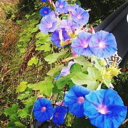 Close-up of purple flowers