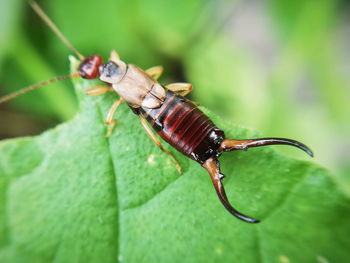 Close-up of insect on leaf