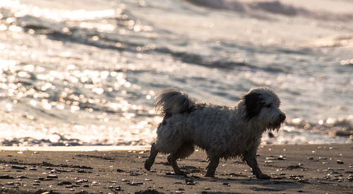 Dog on beach against sky