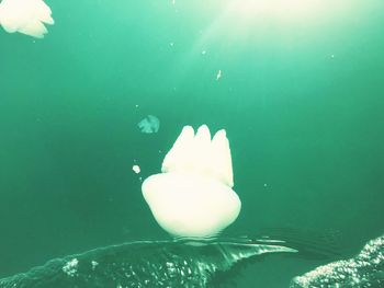 Close-up of jellyfish swimming in sea