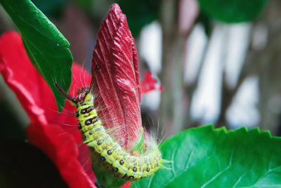 Close-up of insect on red flower