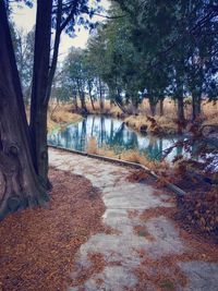 Scenic view of lake in forest during autumn