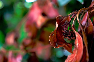 Close-up of wet red flowering plant