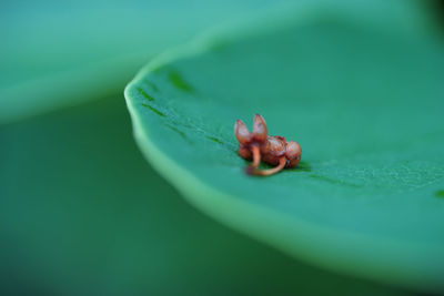 Close-up of insect on leaf