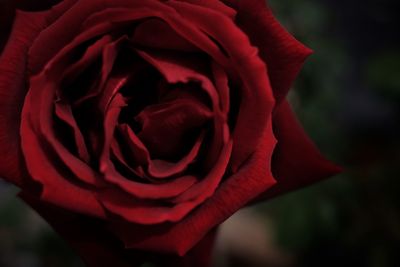 Close-up of red rose blooming outdoors