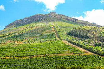 Low angle view of green mountain against sky