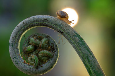 Close-up of snail on a plant