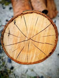 Close-up of tree stump