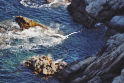 High angle view of seagull flying over sea