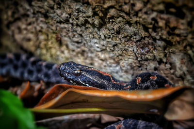 Close-up of pygmy rattlesnake