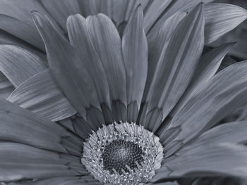Black and white monochrome close up of a flower 