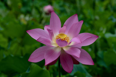Close-up of pink flower