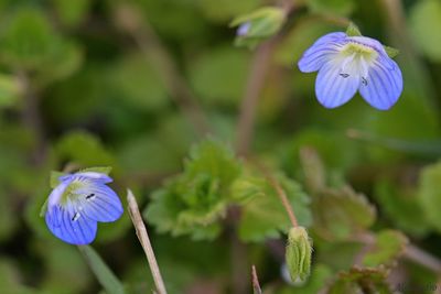 Close-up of purple flowers blooming outdoors