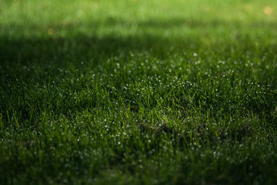 Full frame shot of grass