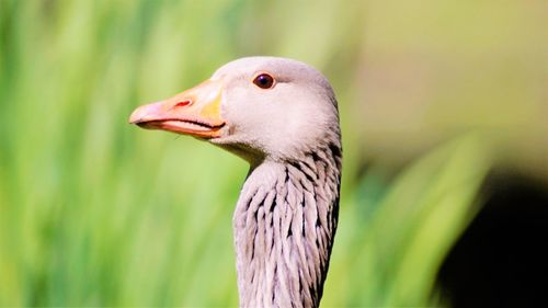 Close-up of a bird looking away