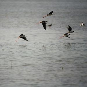 Bird flying over water