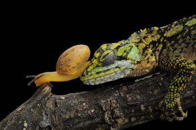Close-up of snail on lizard