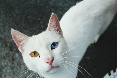 Close-up portrait of cat