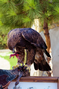 Close-up of bird perching on wooden post