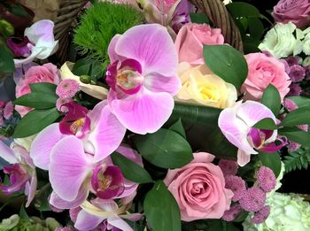 Close-up of wet pink flowers