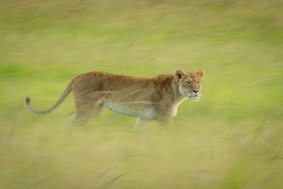 Slow pan of lioness crossing grassy savannah