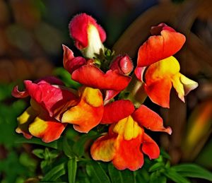 Close-up of pink flowers blooming outdoors