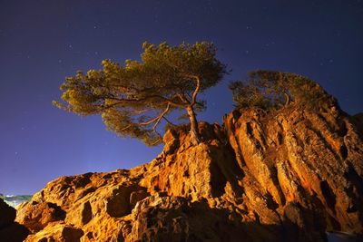 Low angle view of tree against clear sky at night