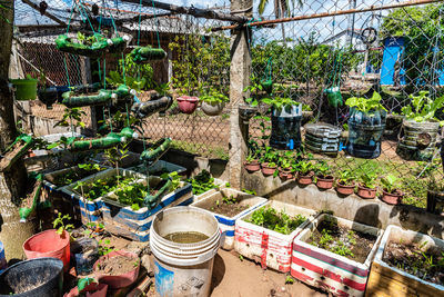 Plant trees with plastic bottles