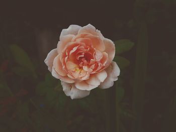 Close-up of pink rose