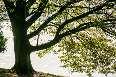 Tree against sky