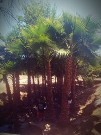 Palm trees against sky