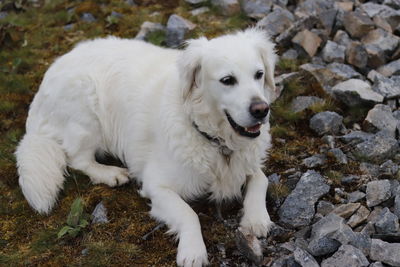 Portrait of white dog on rock