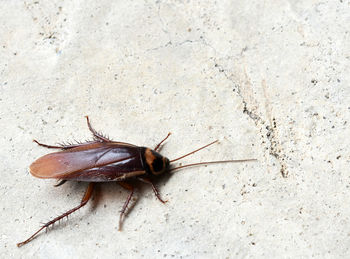 High angle view of insect on wall