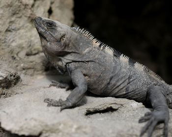 Close-up of lizard on rock