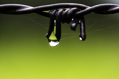 Close-up of wet barbed wire during rainy season