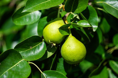 fruit