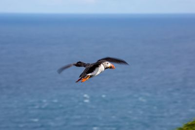 Bird flying over sea