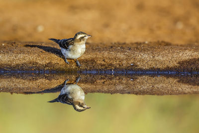 Close-up of bird perching on branch