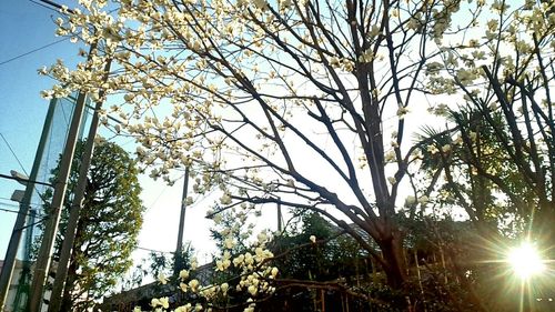 Low angle view of bare trees against sky