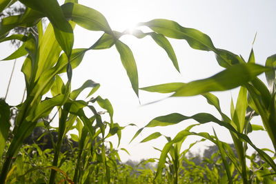 Low angle view of plants against sky