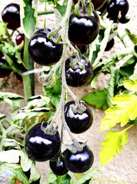 Close-up of plants hanging outdoors