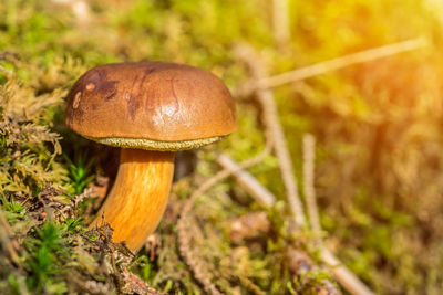 Close-up of mushroom growing on field