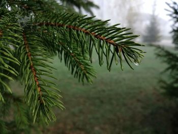 Close-up of wet pine tree