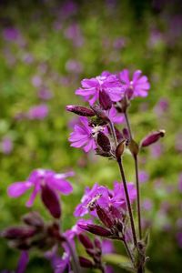 Close-up of purple flowering plant